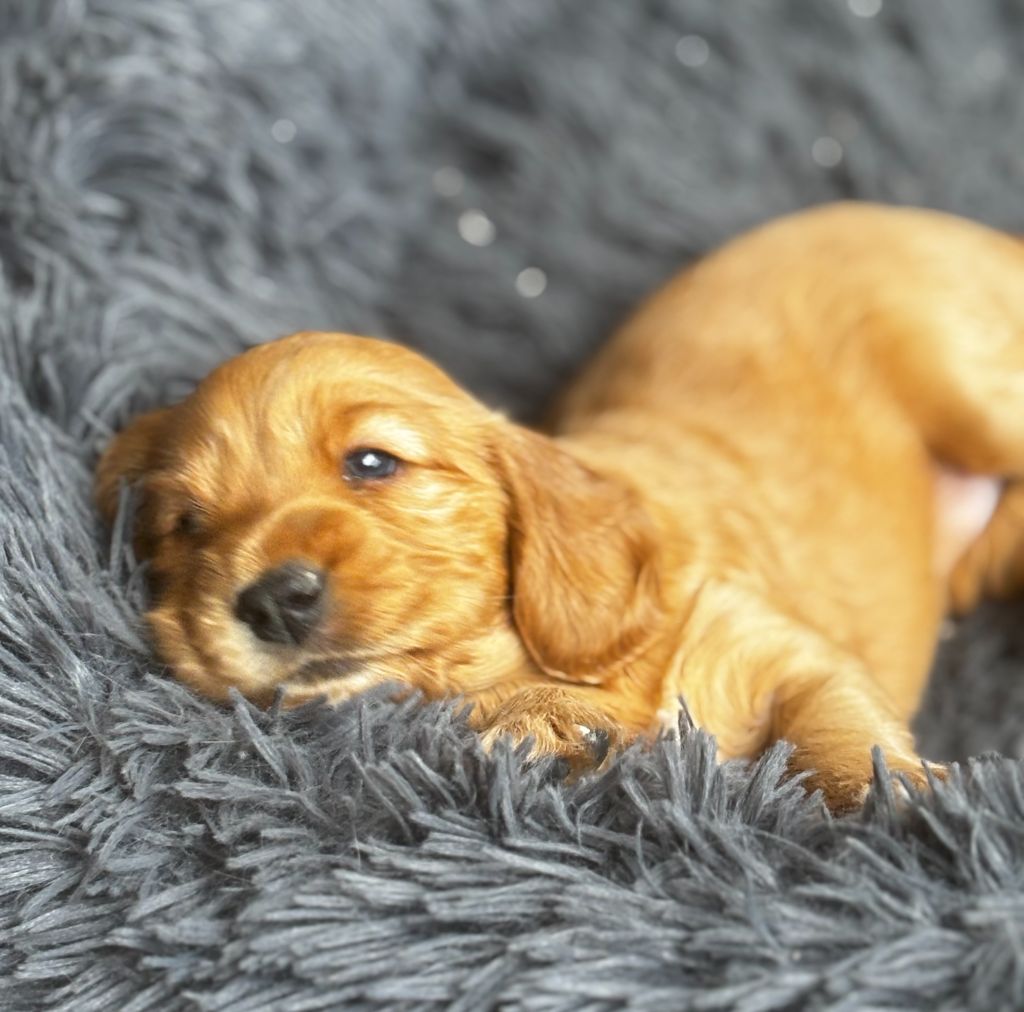 Du Royaume Des Fees Maialba - Cocker Spaniel Anglais - Portée née le 24/02/2025