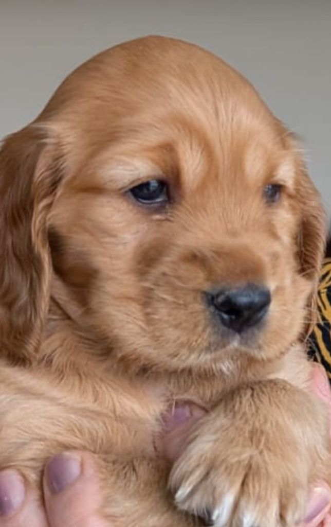 Du Royaume Des Fees Maialba - Chiots disponibles - Cocker Spaniel Anglais